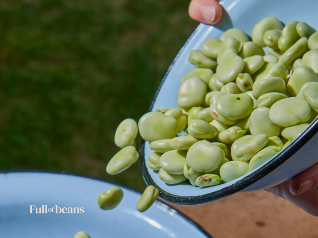 fava beans and glutathione 13 health benefits of broad (fava beans) Fava Beans and a Nice